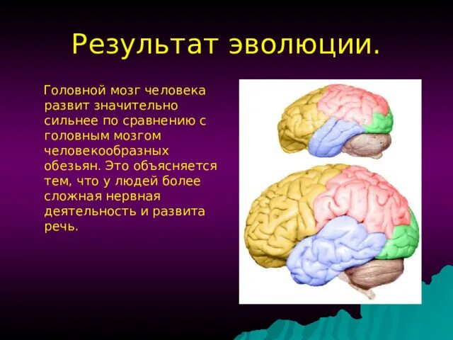 Эволюция головного мозга человека. Эволюция человеческого мозга. Как развивается мозг человека.