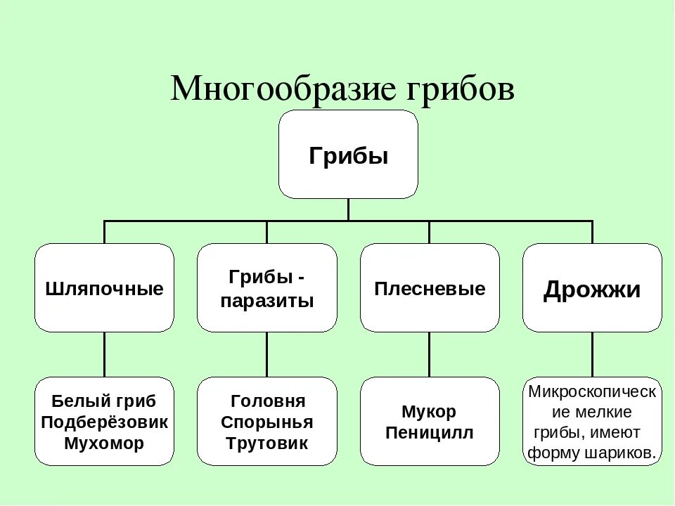 Разнообразие и требований. Царство грибов схемы биология 5 класс. Царство грибы систематика схема. Классификация царства грибов 5 класс. Классификация грибов 5 класс биология.