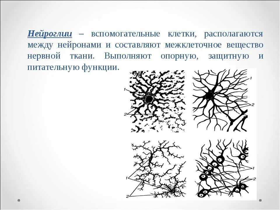 Вспомогательные нервные клетки. Клетки нейроглии рисунок. Глиальные клетки нервной ткани. Нейроглия глиальные клетки. Нервная ткань нейроглия.