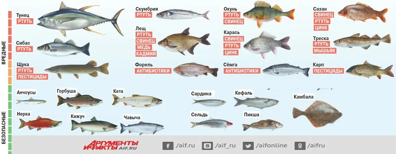 В какой рыбе содержится ртуть
