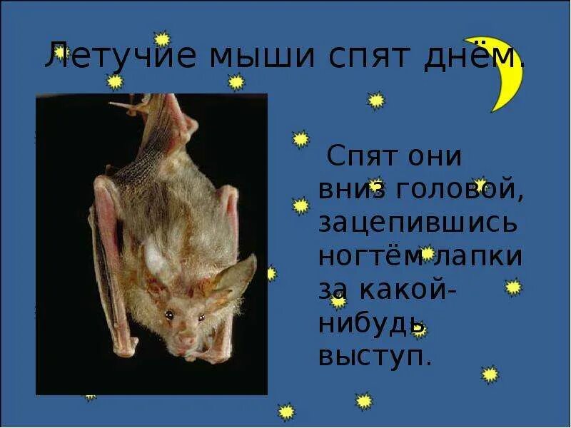 Какие животные не спят ночью
