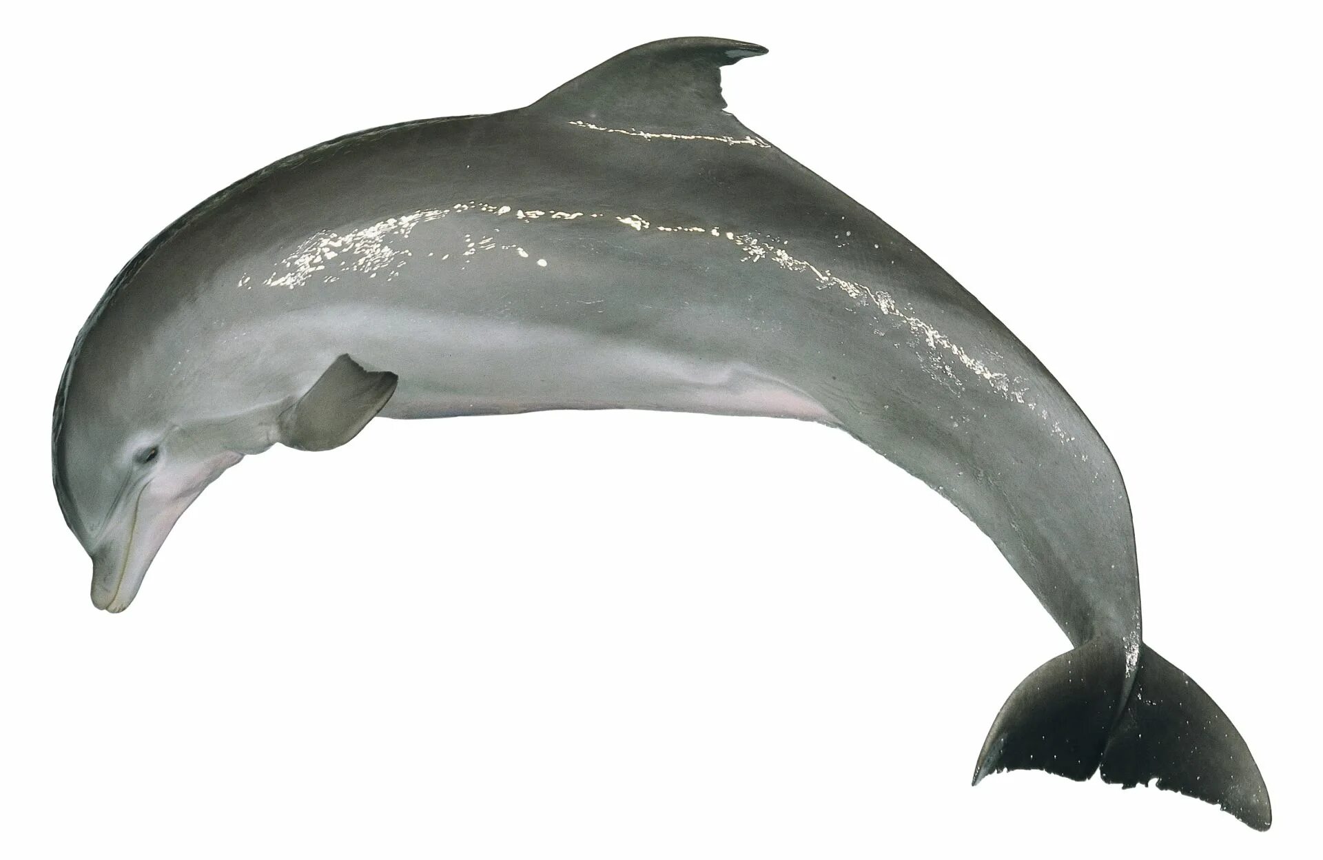 Дельфиний хвост. Дельфин вид сбоку. Плавник дельфина. Дельфины фото. Dolphin api