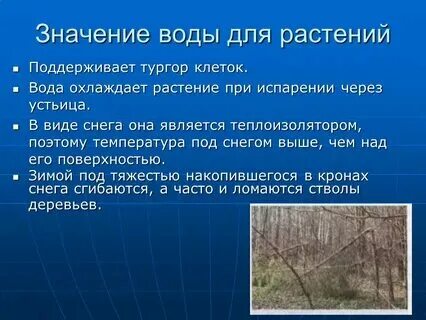 Какое значение спор в жизни растений