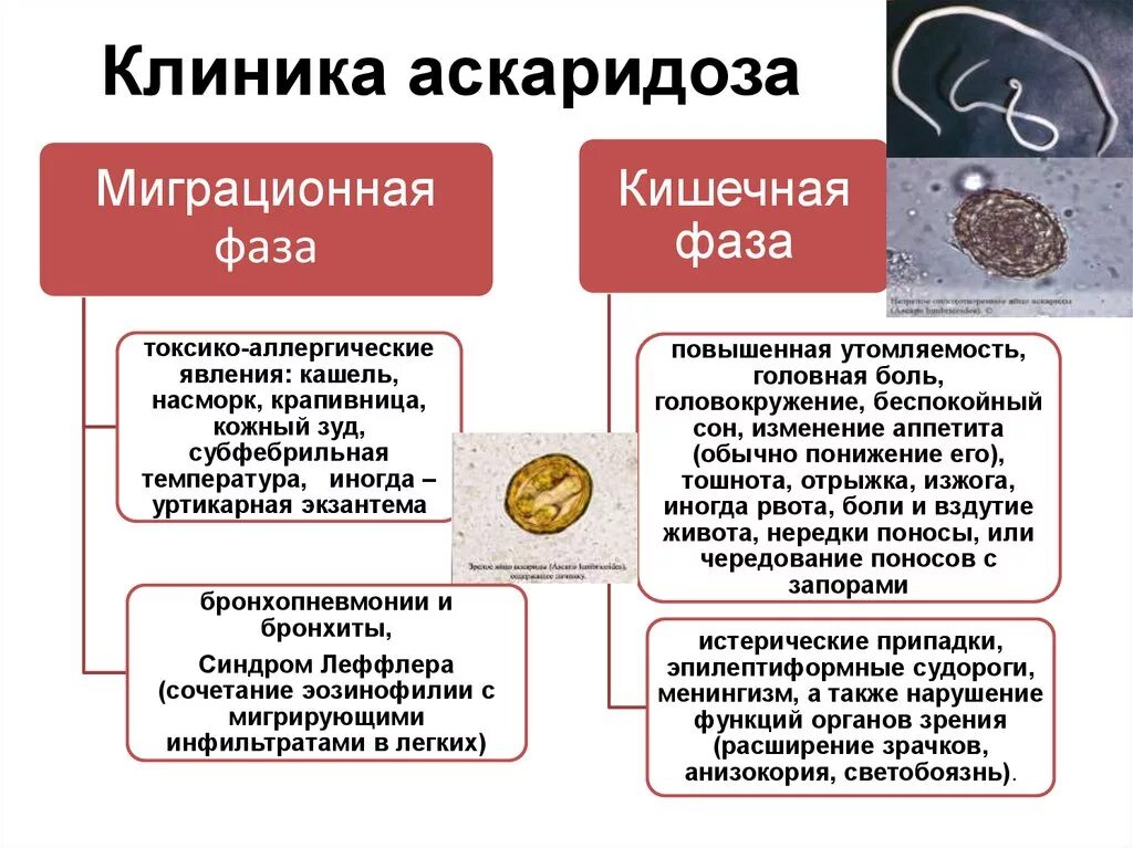 Болезни гельминтозы. Клинические симптомы аскаридоза. Симптомы гельминтоза у детей. Основные клинические симптомы гельминтозов. Аскаридоз клиника.