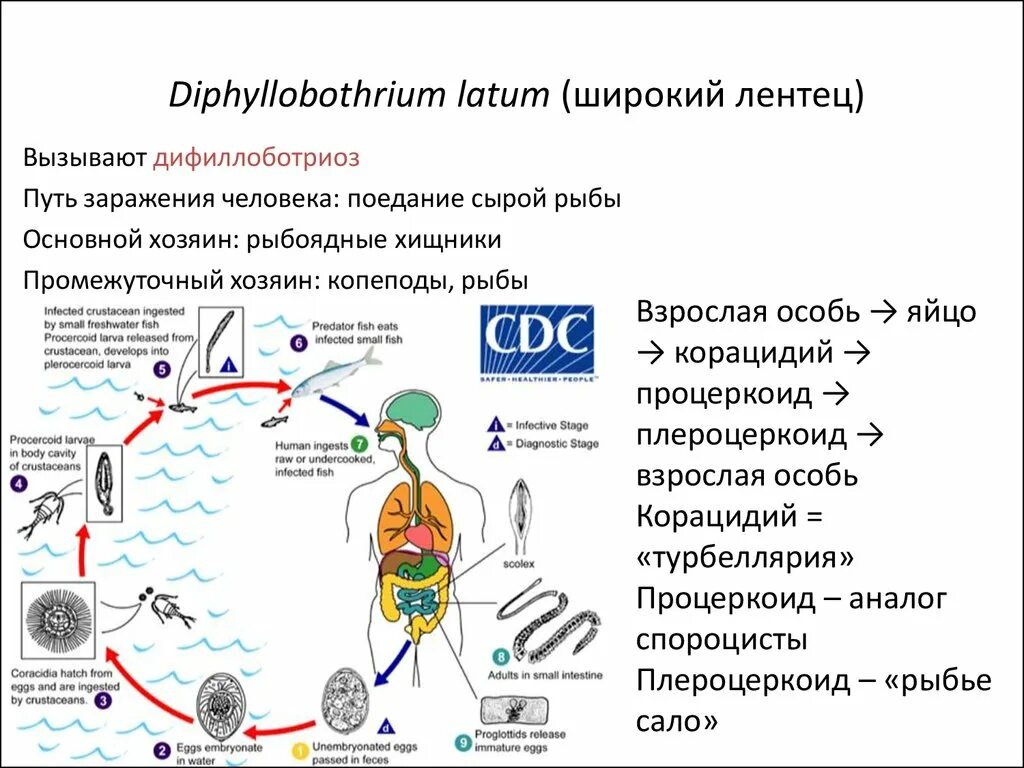 Жизненный цикл широкого лентеца. Дифиллоботриоз цикл развития. Diphyllobothrium latum жизненный цикл. Diphyllobothrium жизненный цикл.