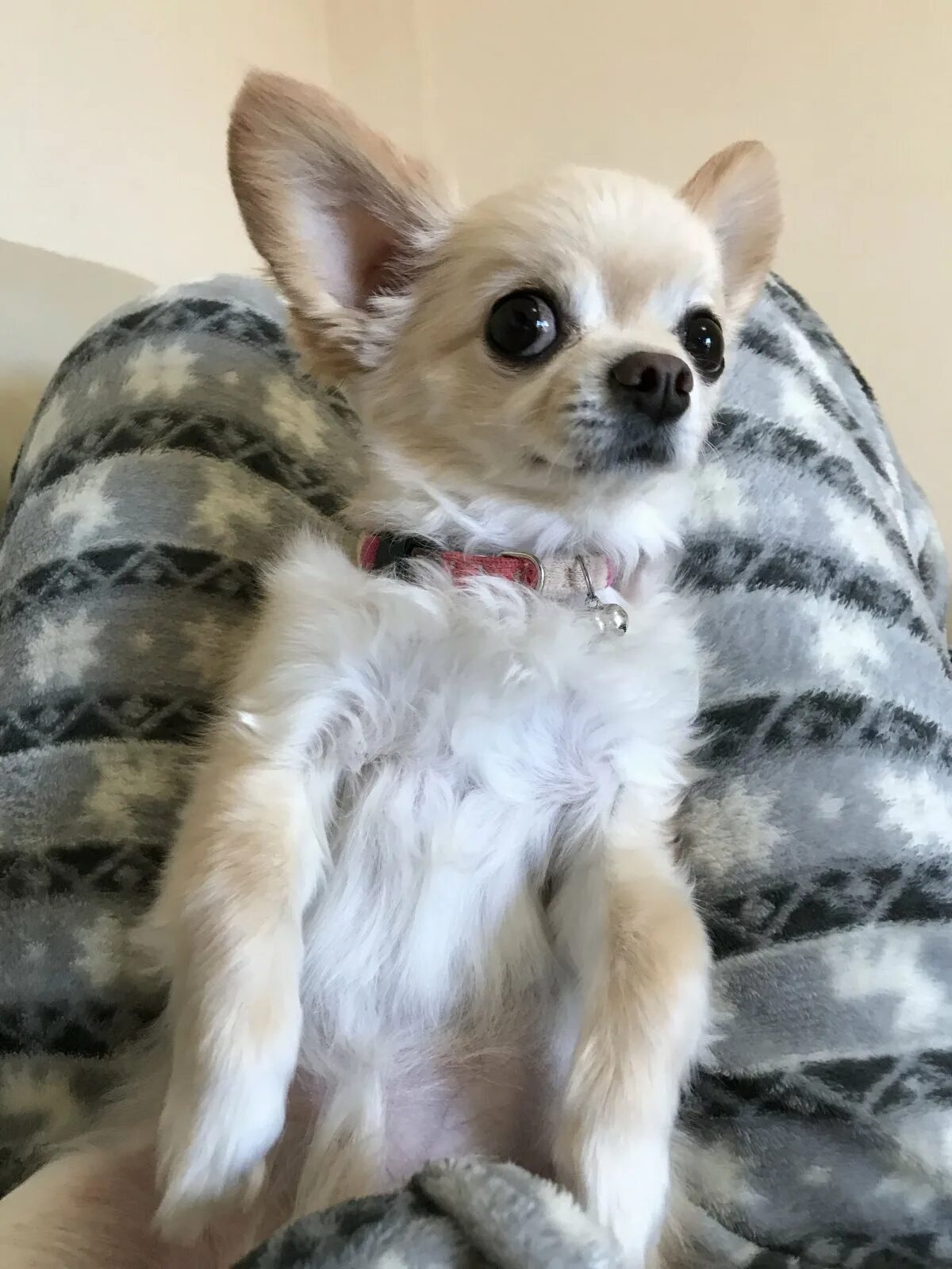 şivava. чихуахуа мини длинношерстные. собака чихуа хуа хуа. порода чихуахуа. чивава порода собак.