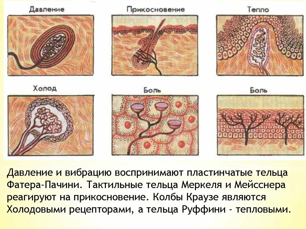 Функция холодовых рецепторов кожи. Рецепторы кожи человека. Расположение рецепторов в коже. Рецепторы кожи реагирующие на. Болевые рецепторы кожи.