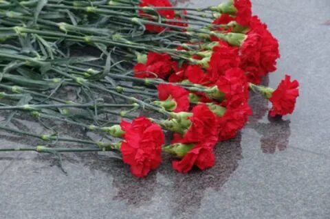 Почему гвоздики траурные