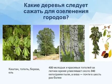 Какие деревья дают