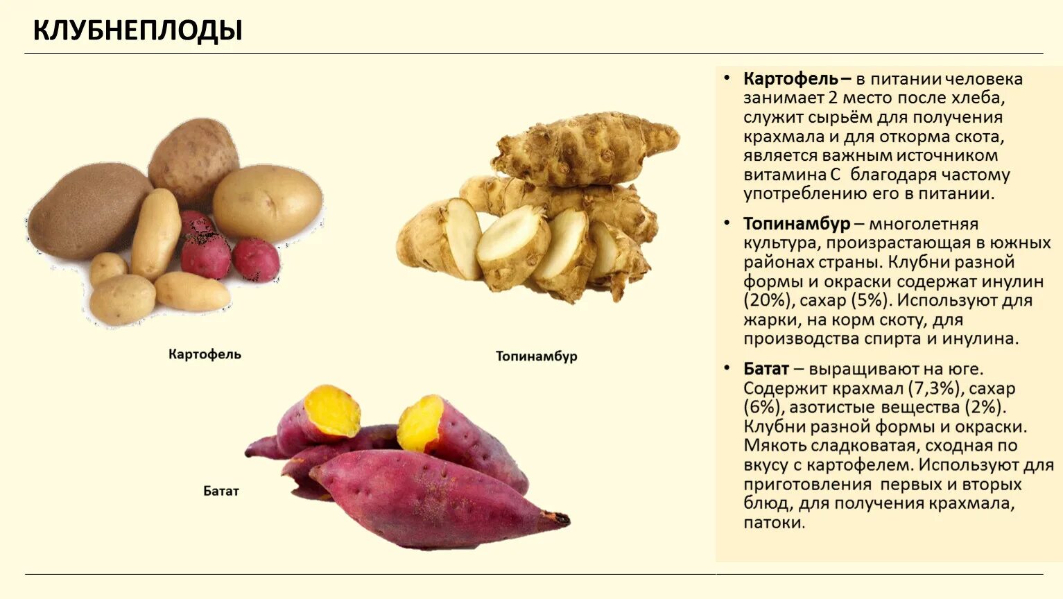 Корнеплод свеклы и клубень картофеля. Клубнеплоды список овощей. Клубнеплоды-картофель,топинамбур,батат. Клубнеплоды: картофель, топинамбур…. Овощи корнеплоды и клубнеплоды.