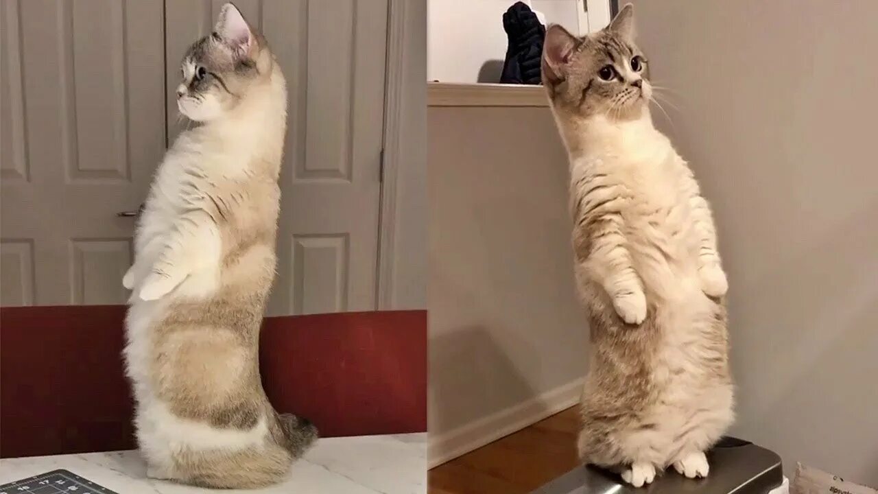 Кот ходит на задних лапах. Манчкин кошка на задних лапах. манчкин кот сидит. коты стоят на задних лапах. кот сидит на задних лапах.