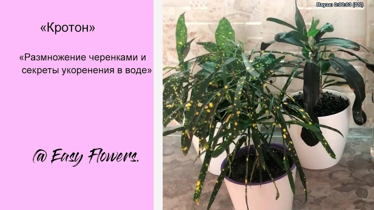 Кодиеум Кротон узколистный размножение. Кротон узколистный размножение черенками. Как заставить Кротон ветвиться. Укоренение кротона листом. Кротон размножение черенками