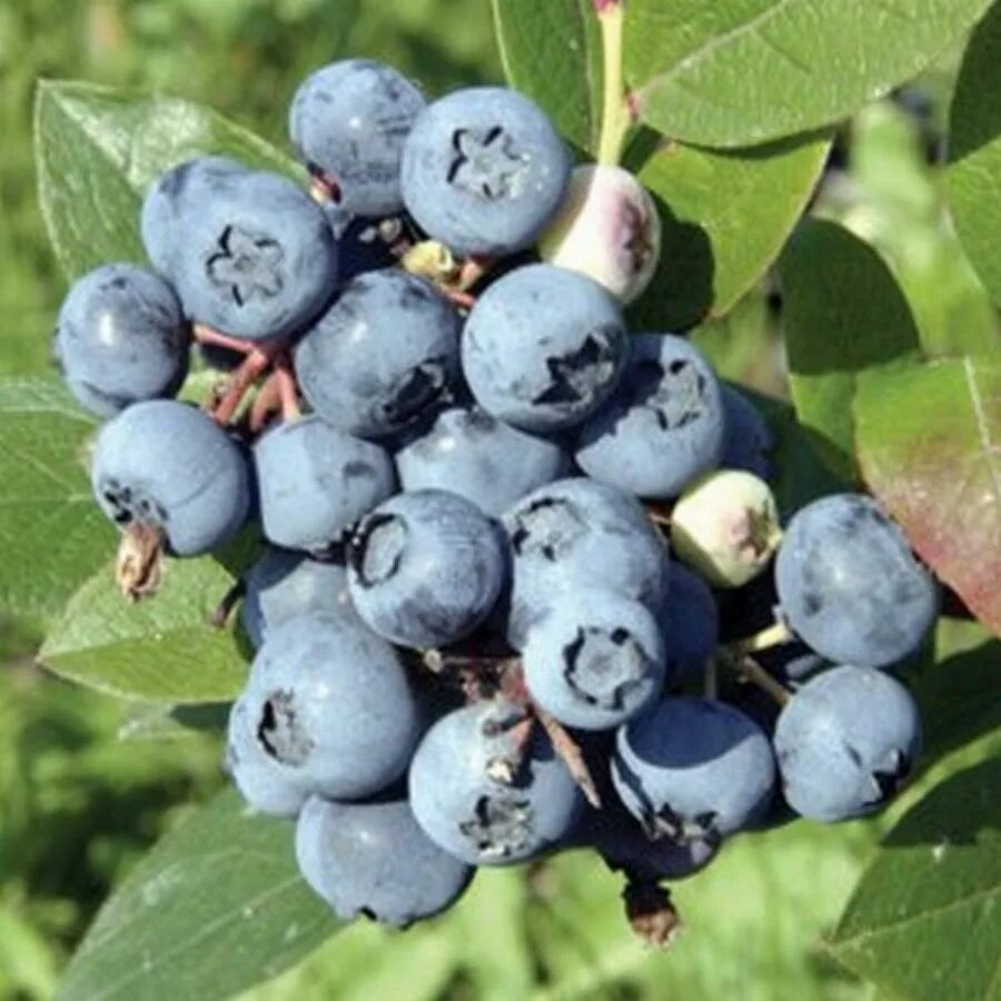 Голубика поларис. Голубика bluejay. голубика высокорослая bluejay. vaccinium corymbosum bluejay. голубика садовая блу джей.