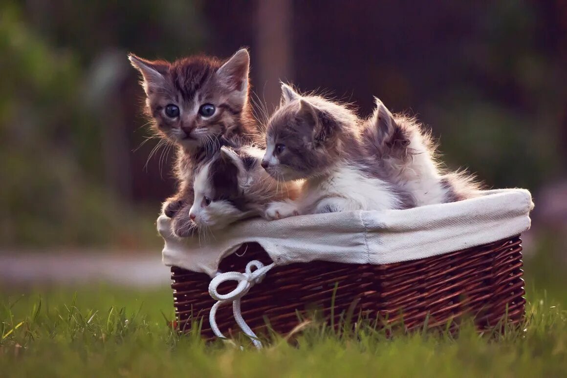 Милые котята. Котята в корзинке. Обои с котятами. Милые котята игривые.