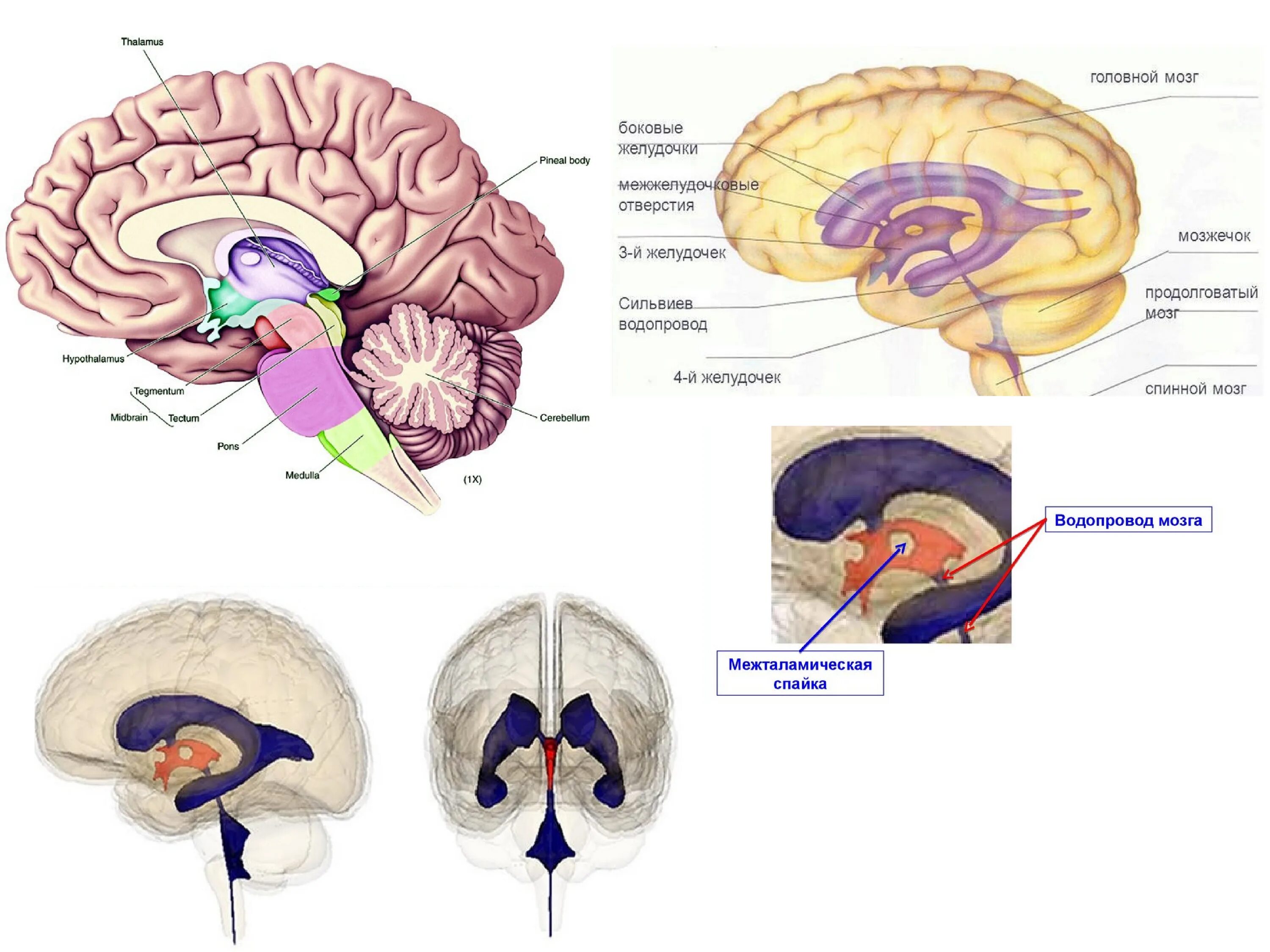 Средний мозг желудочек