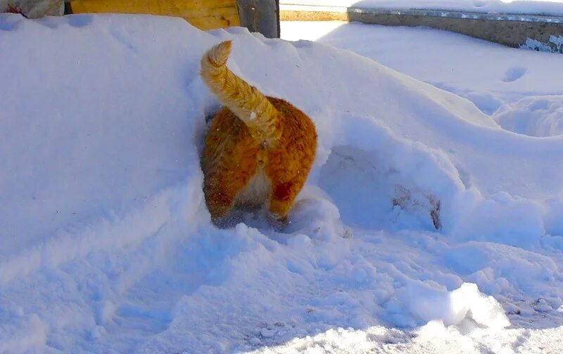 Кот в сугробе. Торчит из сугроба. Занесло снегом. Приколы про снег. Весной нет сил и хочется спать