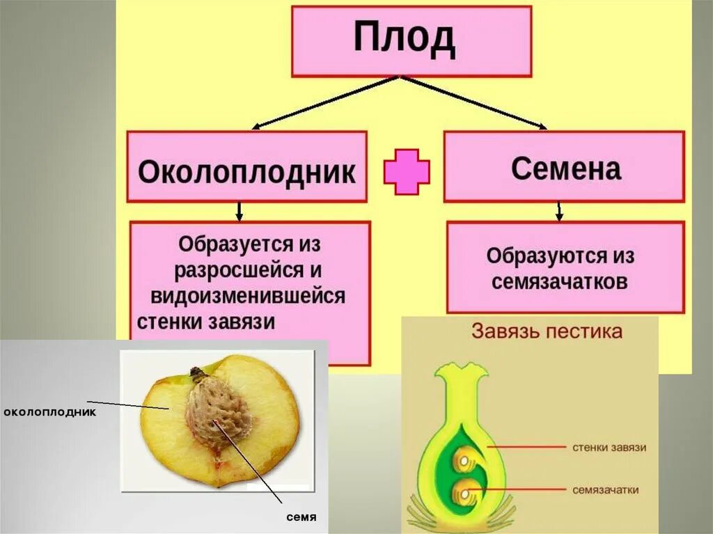 Околоплодник плода образуется из