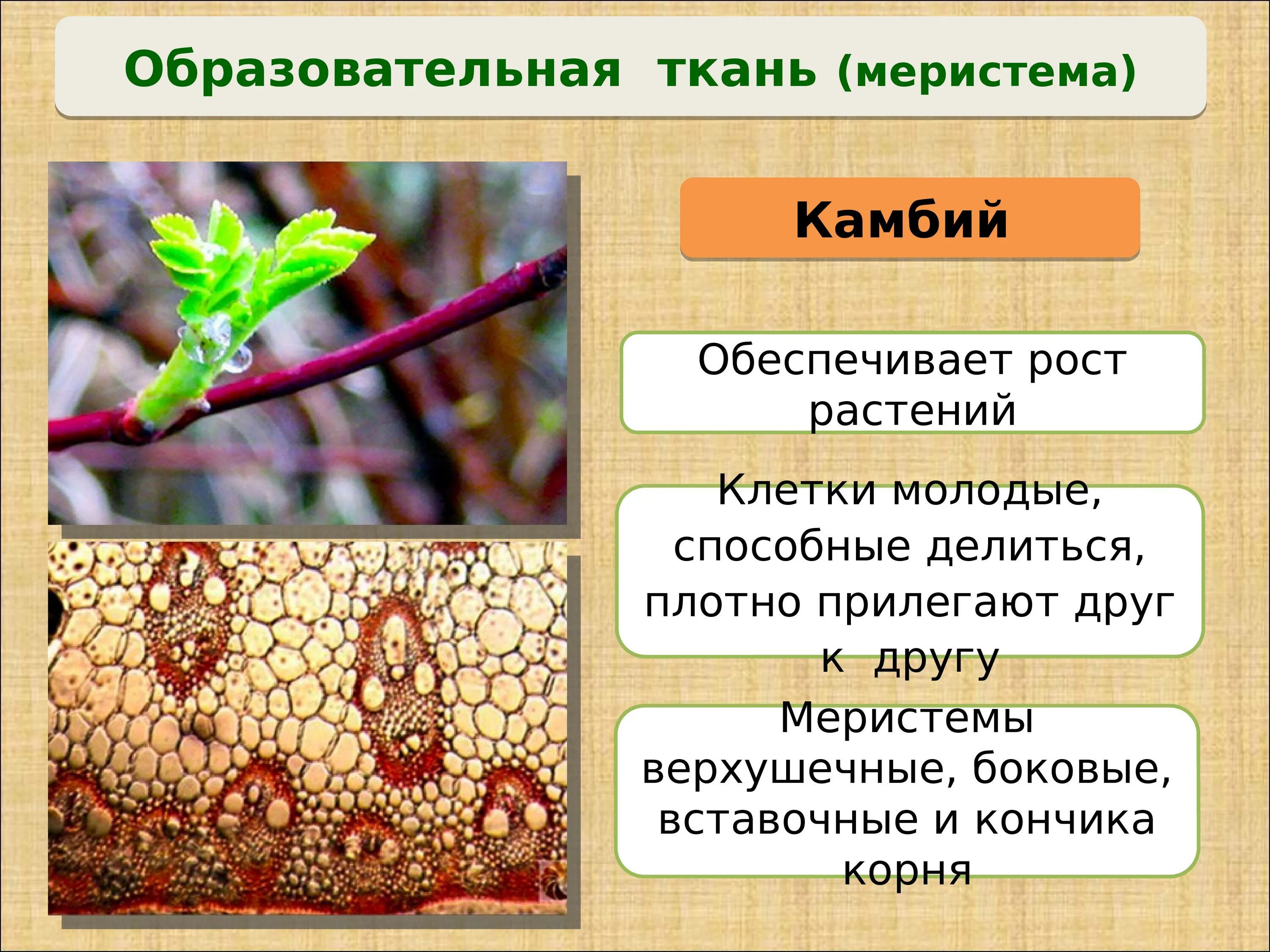 Какая роль камбия. Камбий меристема. образовательная ткань растений камбий. образовательная ткань верхушечная камбий. ткань камбия биология.