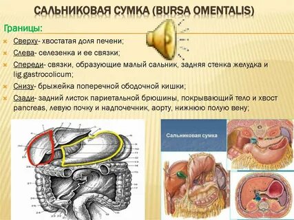 Печеночную и преджелудочную сумки разделяет