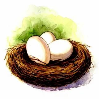 Картинка гнездо с яйцами