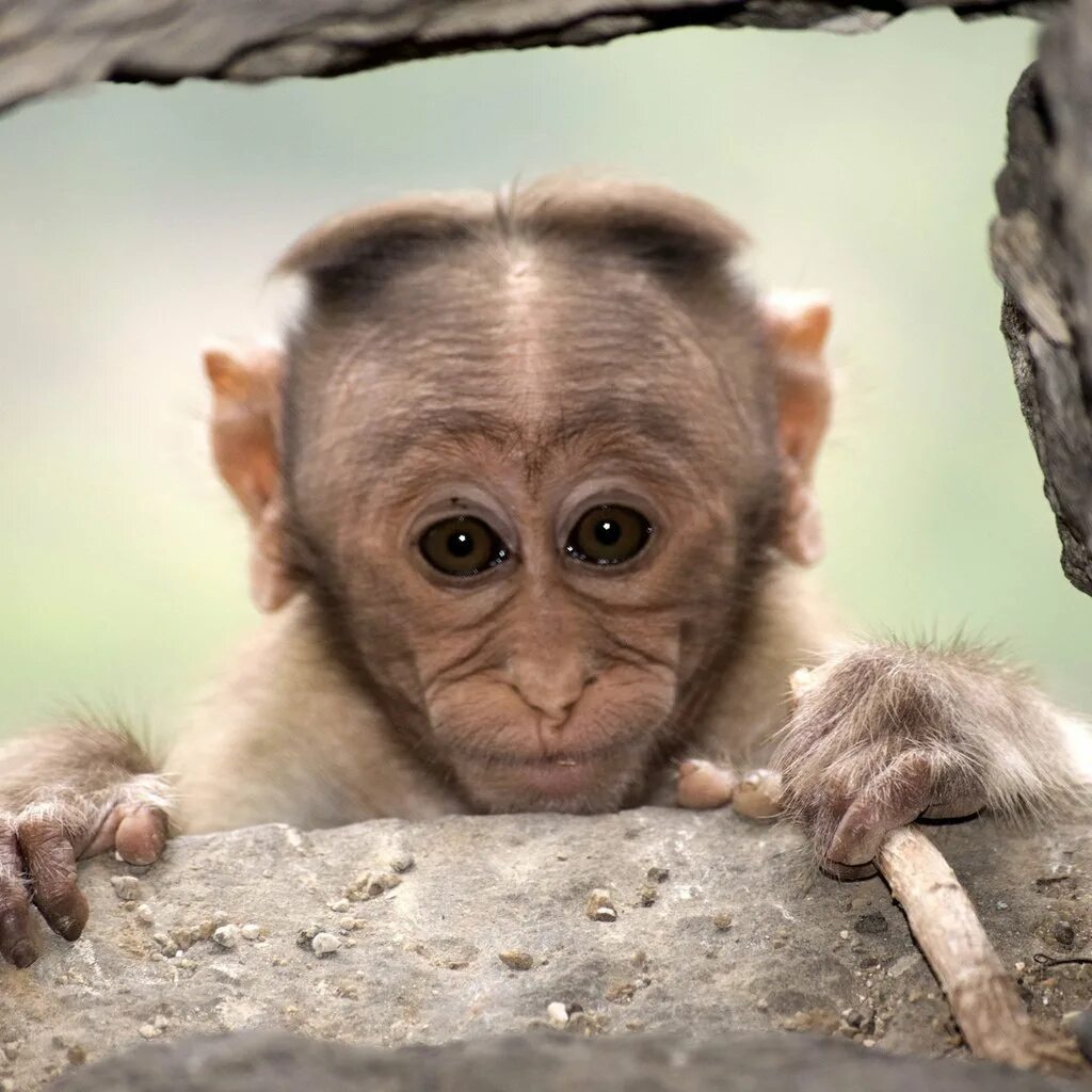 Am monkey