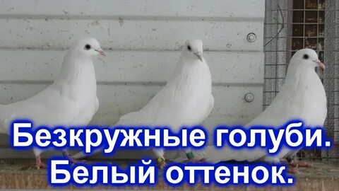 Шансон белых голубей