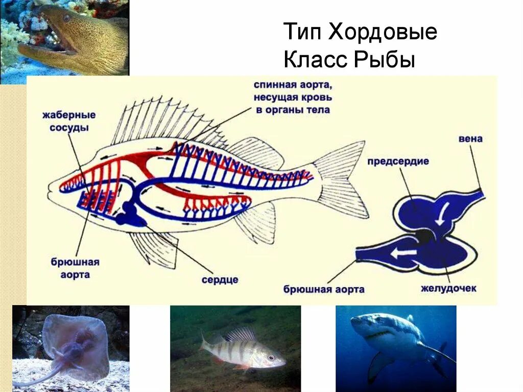 Урок класс рыбы 7 класс. Тип Хордовые рыбы. Хорда у рыб. Хордовые класс рыбы. Строение хордовых рыб.