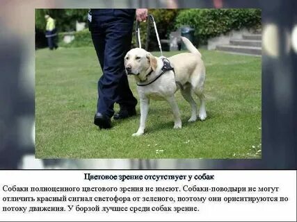 С точки зрения собак