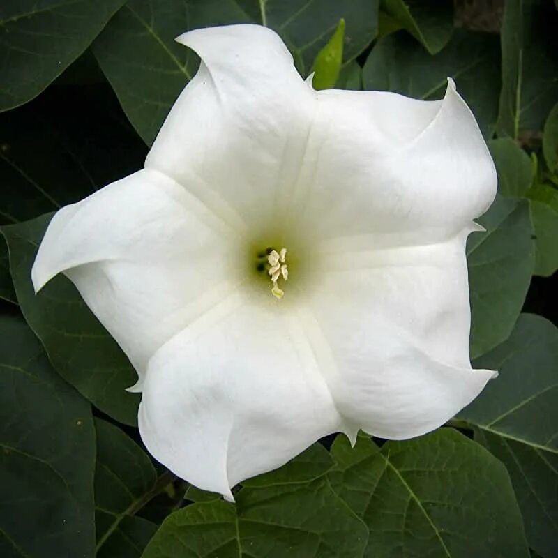 Moonflower перевод. Moonflower перевод. Ипомея луноцвет. Луноцвет датура. Moonflower перевод.