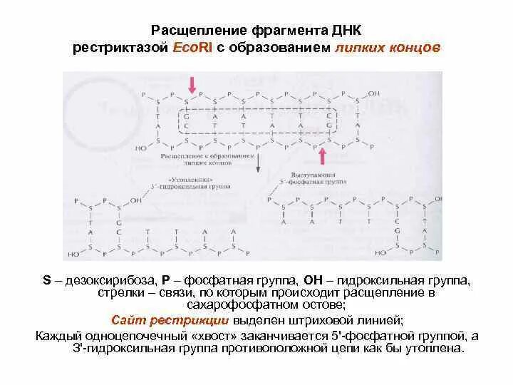 Ферменты расщепляющие днк. Распад ДНК. Расщепление ДНК С помощью рестриктаз. Образование липких концов ДНК. Рестриктазы липкие концы.