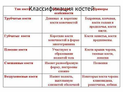 Таблица вид костей особенности примеры