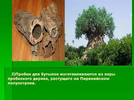 Плотность пробкового