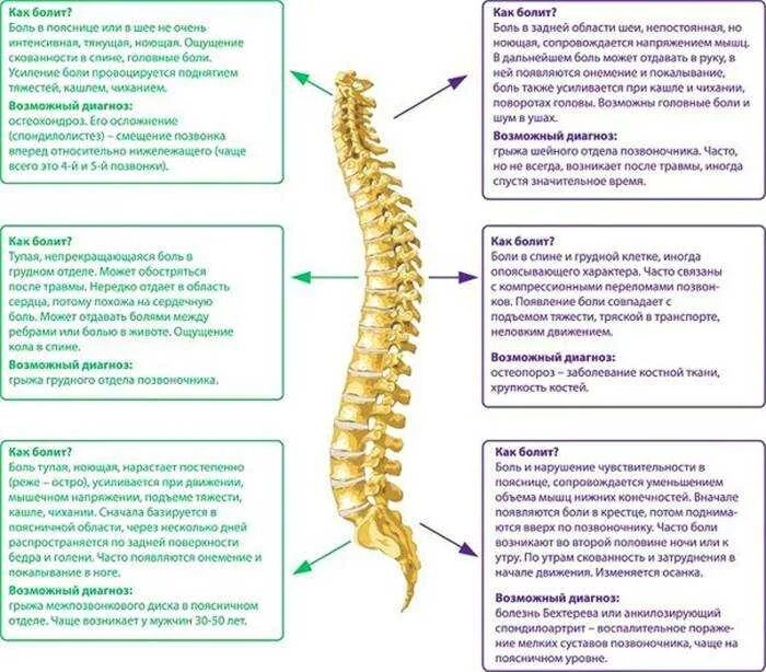 Психосоматика грудного отдела позвонки. Психосоматика позвонков шейный отдел. Поясница нога отнимается
