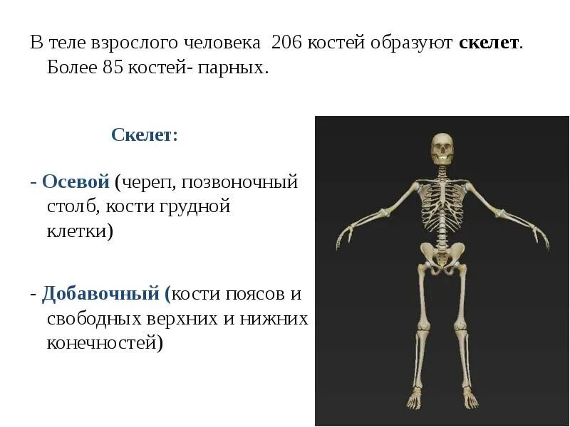Ткань образует скелет. Осевой скелет и добавочный скелет позвоночника. костный осевой скелет. строение осевого скелета. кости добавочного скелета человека.