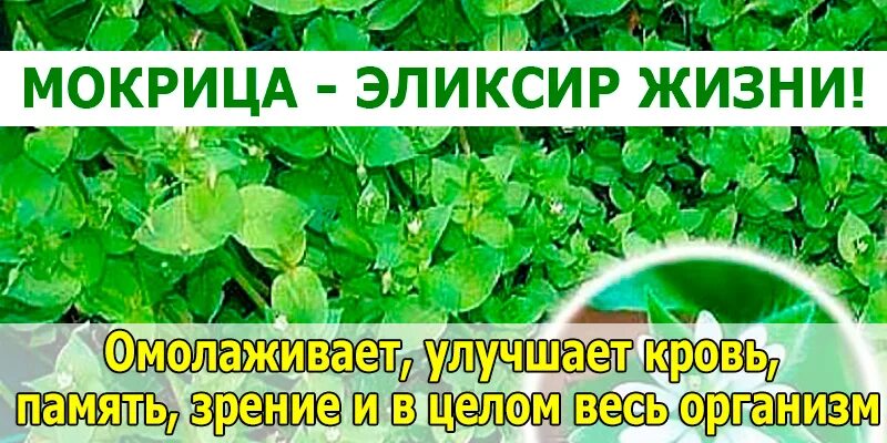 Мокрица трава. Мокрица омолаживает улучшает кровь память зрение. Мокрица трава полезные. Трава мокрица для суставов.