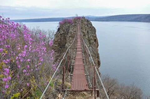 Шамбала амурская область