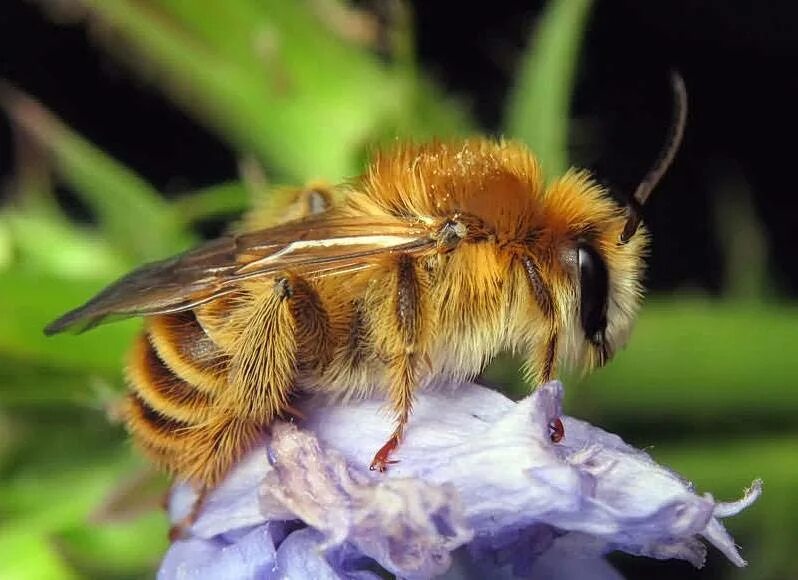 Количество взмахов крыльев в секунду у насекомых. Колебания крыльев шмеля. Внешнее строение шмеля. На крылышках шмелей. Строение шмеля.