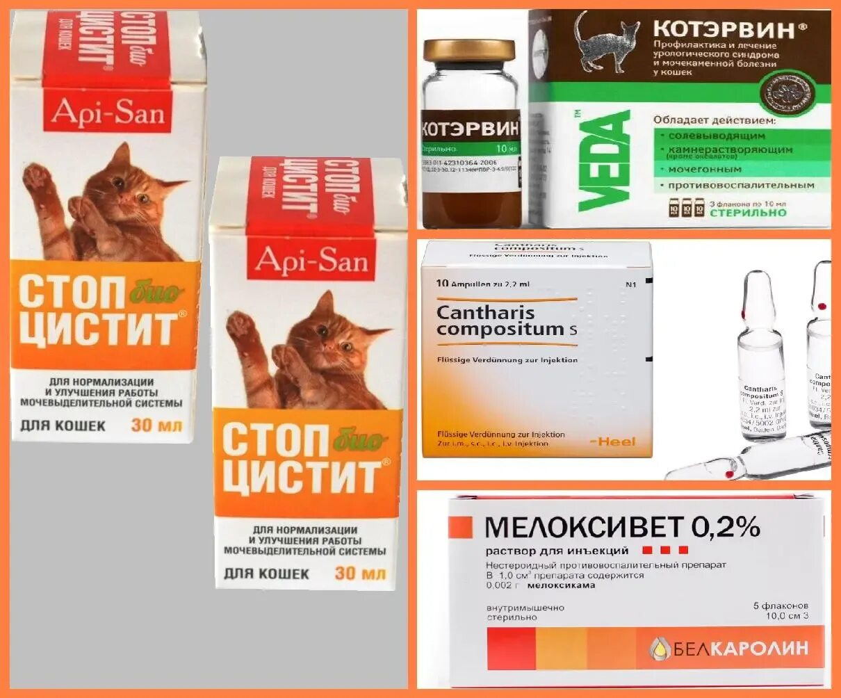 Чем лечить цистит у собаки. Лекарство от мочекаменной болезни у котов кастратов. Таблетки от цистита для собак. Синулокс для кошек таблетки 250 мг. Синулокс 250 мг для собак.