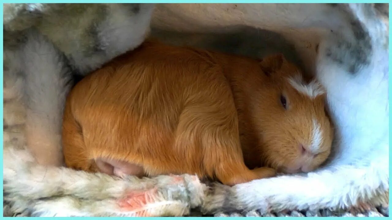 Морская свинка спит. Морская свинка лежит. Морские свинки спят с открытыми глазами. Милые спящие морские свинки. Морская свинка спит на спине.