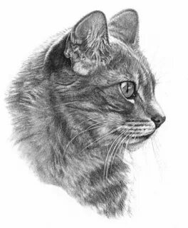 Картинки кота карандашом