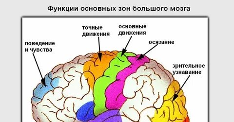 Где находится зрительная зона головного мозга