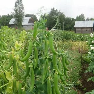 Сорт гороха отзывы
