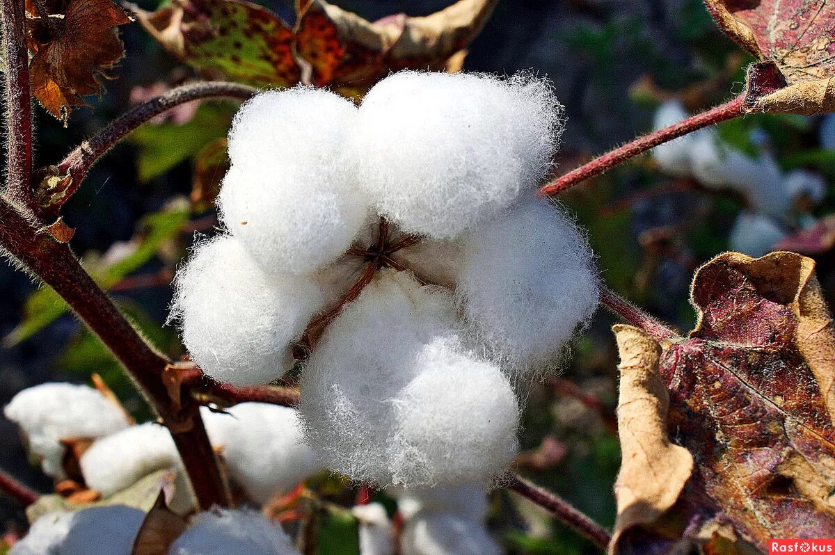 хлопчатник ризоктониоз. хлопчатник семейство. хлопчатник семейство. хлопчатник мохнатый. хлопчатник растение.