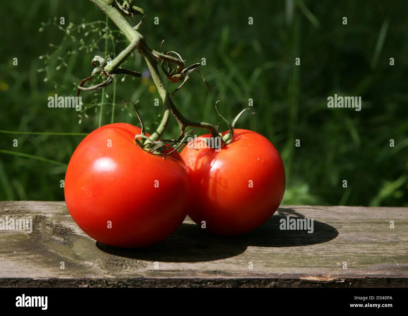 Two tomatoes. Два помидора на ветке. Томат спринт 2. Помидор на ветке тёмно-зелёное. Фото двух помидоров.