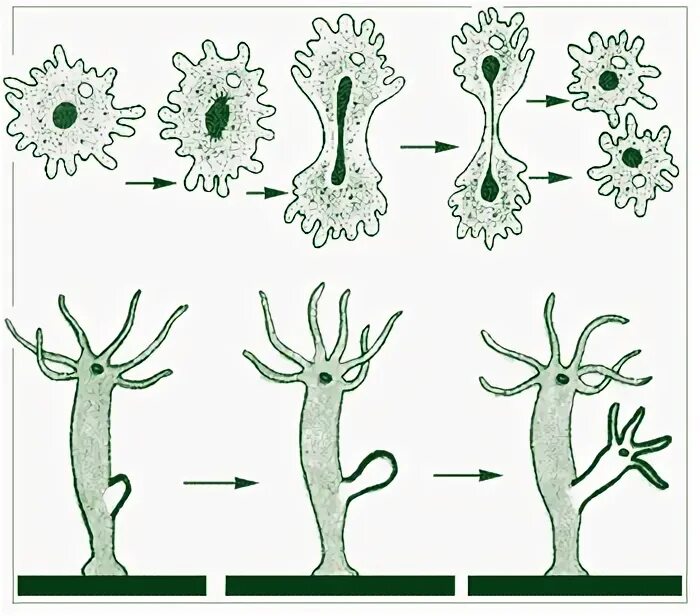 Почкование полипов. Почкование полипов. Медузы размножаются бесполым путем. Способ размножения почкование. Почкование полипов.