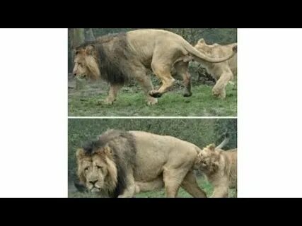 Сколько раз в день спаривается лев