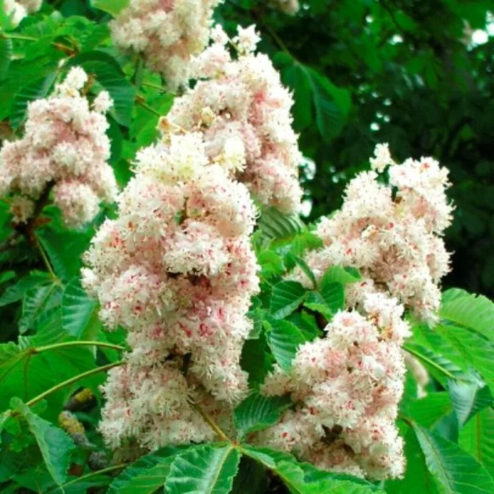 Каштан конский Баумани. Aesculus hippocastanum baumannii. Каштан baumannii. Конский каштан обыкновенный Баумани. Виды каштановых