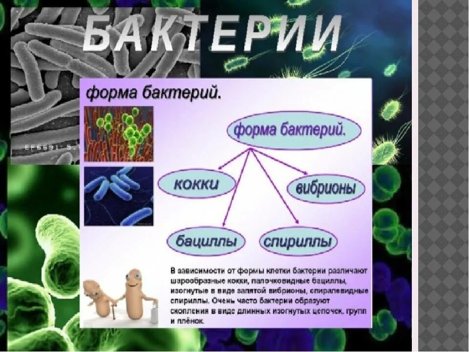 Полезные микроорганизмы. Полезные бактерии. Вредные бактерии. Полезные и вредные бактерии. Виды бактерий в организме человека.