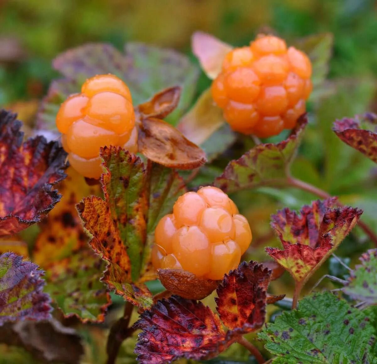 Cloudberry. Морошка ягода. Морошка Арктическая. Морошка Болотная. Северная ягода Морошка.