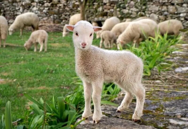 Ребёнок овцы название. Домашние животные презентация для детей. Ребенок барана как называется. Детеныш отцы как называется. Кто у овечки ребенок.